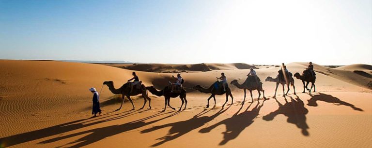 Camel Trekking & Camping